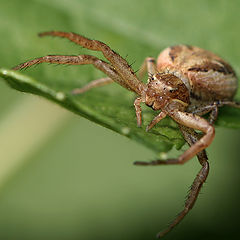 photo "Eight eyes and eight legs"