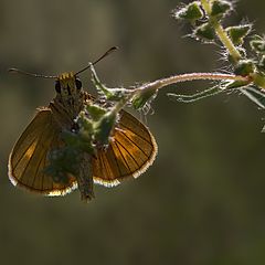 фото "Попрыгунчик"