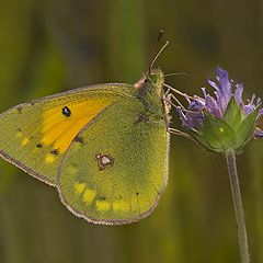 фото "МИРМИДОНА (Colias myrmidone )"