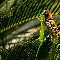 фото "Spotted Munia"