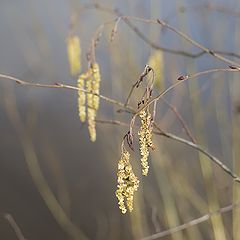 фото "Весна..."