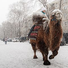 фото "Во попал корабль пустыни."