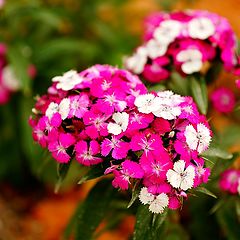 photo "spring and flowers"