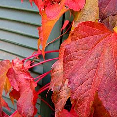 photo "leaves"