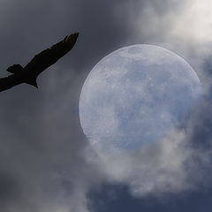 photo "Moonraker"