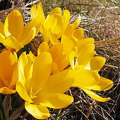 photo "Yellow Spring"