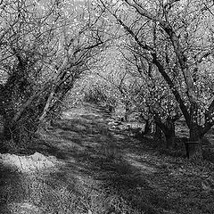 фото "old spring"
