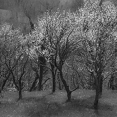 фото "spring dance"