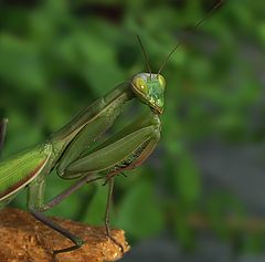 фото "Mantis religiosa"