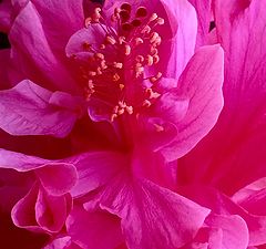 фото "Pink Closeup"