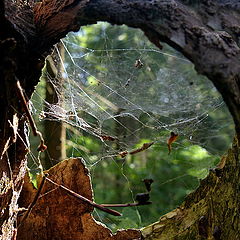 photo "Window to Europe"