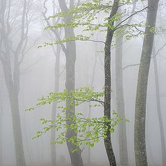 фото "Весенние туманы"