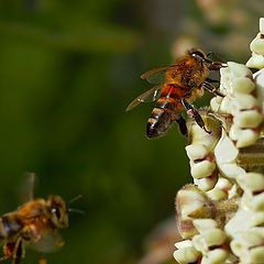 фото "bee"