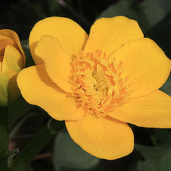 photo "yellow flower"