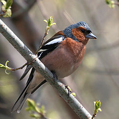 photo "Arrived chaffinches"