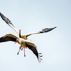 фото "We fly together"