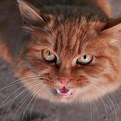 photo "Angry cat"