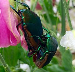 photo "Beetle Love"