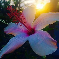 photo "Hibiscus"