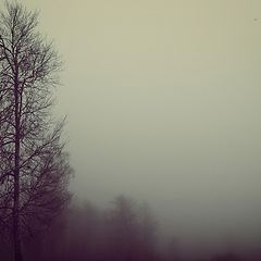 фото "Туман"