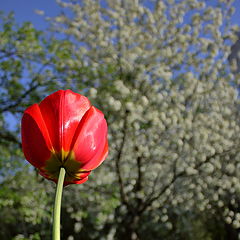 photo "The last tulip"