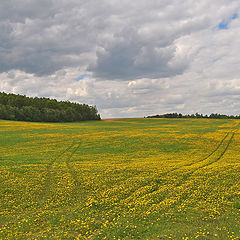 фото "По одуванчикам"