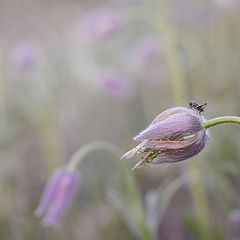 фото "рассветное"