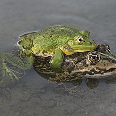 фото "Весна на пруду"