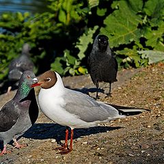 photo "Nature Diversity Feast"