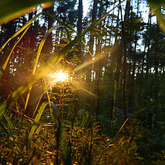 photo "***"