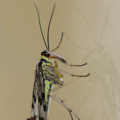 photo "A child flies and Scorpion"