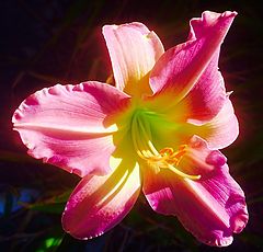 фото "Morning Lily"