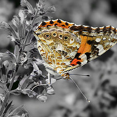 photo "The painted lady"