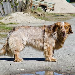 photo "Bias, but very cute dog"