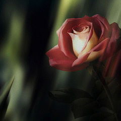 photo "Rose..."