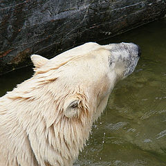 photo "Ice bear"