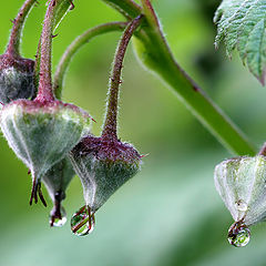 photo "Droplets"