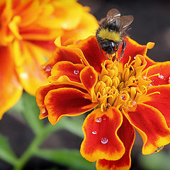 photo "Marigolds"