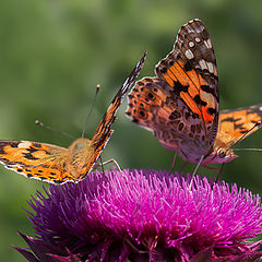 фото "Две бабочки сидели на цветке..."