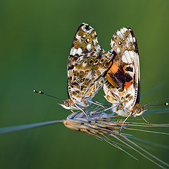 фото "Немного эротики))"