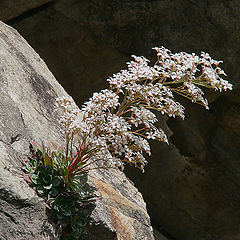 photo "Saxifraga"