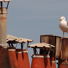 фото "on the roof"