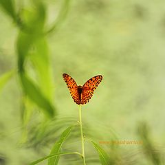 photo "stand alone"