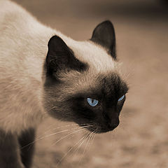 photo "***"