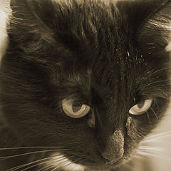 photo "***"