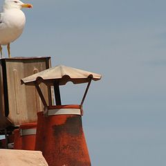 фото "seagull on the roof"