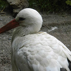 photo "Big bird"