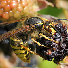 photo "A lover of dried fruit"