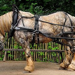 photo "Belgian drafthorse"