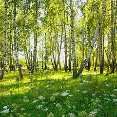 фото "Березки"